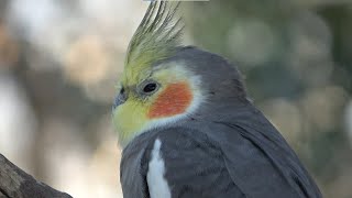 【キャンベルタウン・野鳥の森】オカメインコ 03 / Cockatiel 03 【高画質4K】