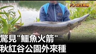 秋紅谷公園外來種 驚見「鱷魚火箭」 |【民生八方事】| 2023020803 @gtvnews27