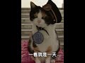 扒一扒招财猫的原型：三花猫原型 009