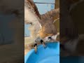 モフモフ、メンフクロウのリンゴさん食後の水浴びシーン。この後の掃除が大変ですが…