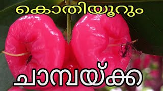 രുചിയൂറും ചാമ്പക്ക( Rose Apple fruit)