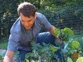 Kale turns over a new leaf