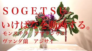 嶋直香生け花を動画する。No.320