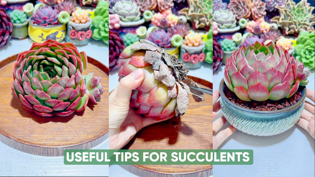 Discover The 8 Minute Trick To Keep Your Succulents Alive 다육이 多肉植物