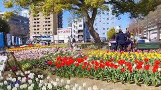 阪神尼崎駅の桜とチューリップ🌷　2023.3.28