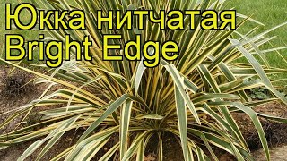 Юкка нитчатая (Bright Edge). Краткий обзор: Юкка нитчатая описание характеристик, где купить саженцы