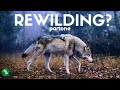 What is REWILDING? - Part One