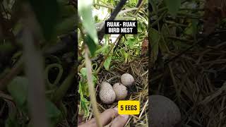 Ruak-Ruak Bird Nest In Nature‼️#ytshorts #shortsfeed #shortfeed #shorts