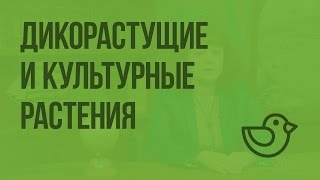 Дикорастущие и культурные растения. Видеоурок по окружающему миру 1 класс