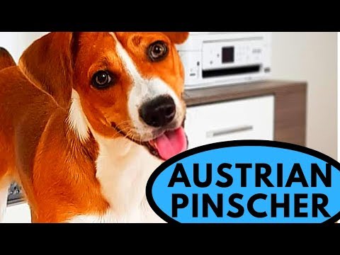 pinscher dog - FunClipTV