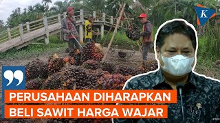 Menko Airlangga Minta Perusahaan Beli Sawit Petani dengan Harga Wajar