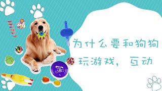 为什么要和狗狗玩游戏，互动？犬类行为#2