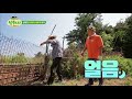 island trio2 섬돼장 호동이도 깜놀하게 만든 200kg 집돼지의 위엄 180813 ep.8