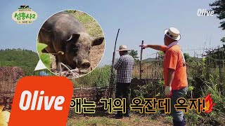 island trio2 섬돼장 호동이도 깜놀하게 만든 200kg 집돼지의 위엄!! 180813 EP.8