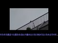 【巣立ち間近】イソヒヨドリ　 22.06.09【野鳥】