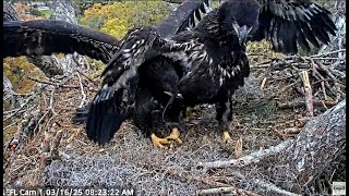 NEFL Eagles ~ More Trouble with the Juvie  Bodie and Juvie fight! March16, 2025