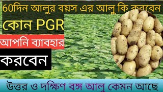 60 পার হয়েছে আপনার আলুর বয়স এখন কি করবেন আলুর বাজার কত থাকবে