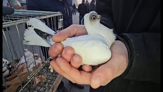 Gołębie pigeons targ JEDLIŃSK Andrzej W. 9.03.2025 cz.2/4💥Gołębie jasne i wyszwance Andrzeja Radom💥