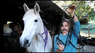 How to: Put On a Bitless Bridle - Side-pull and Cross-under