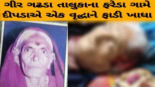 ગીર ગઢડા તાલુકાના ફરેડા ગામે દીપડાએ એક વૃદ્ધાને ફાડી ખાધા VOICE OF GIR