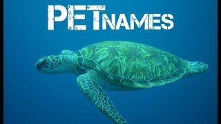 girl turtle names beginning with a