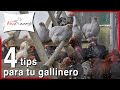 4 consejos para preparar tu gallinero o galpón 🐓