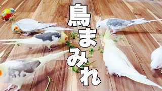 鳥まみれ！？多頭飼いの放鳥時間🕊️