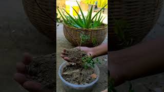 Panika🌿 #shortvideo #youtubeshorts #plants #garden #gardening #nature #plantcare #everyone