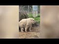 bear emerges from nap looking dishevelled