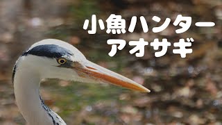 【野鳥】野生のアオサギが上野動物園にやってきた　2023/4/13　Grey heron