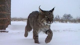 Bobcat Family Inhabits Historic Building - 4