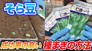 【そら豆】種まきはこれだけ気をつけないと失敗します　注意するポイントとは