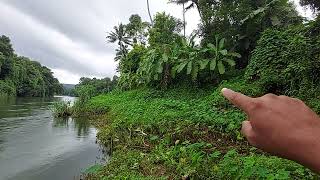 75000/സെൻ്റ് മുവാറ്റുപുഴയുടെ തീരം 2.5Acre ജാതി തോട്ടം വീതിയുള്ള വഴി .ph.8547505406. വളരെ നല്ല ഭൂമി