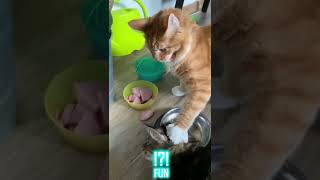 Funny cat videos that will make you laugh - FUN part 51 #shorts #funny #cats #cat