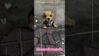 #น้องหมาเรียกแม่ครับ #cutedog #mummy #สุนัขแสนรู้ #สุนัขพูดได้