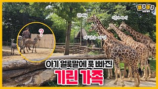 (SUB) Giraffes Are Watching Baby Zebra💕🦓🦒│Everland Lost Valley