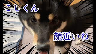 ただいま！今日もモフモフだねw【黒柴こしあん】