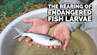 The rearing of endangered fish larvae