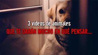 3 VIDEOS DE ANIMALES... que te darán mucho en qué pensar