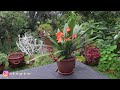 Saving My Clivia | Natal Lily