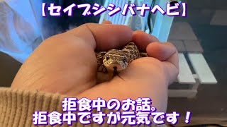 【セイブシシバナヘビ】拒食中のお話。拒食中ですが元気です！【りんと日記】