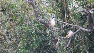 Long-tailed shrike (Black-headed shrike) call, 棕背伯勞叫聲