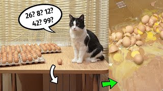 100 eggs - how many will the cat break?