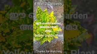 Beautiful Yellow Croton Plants# ഈ ചെടി വേറെ ലെവൽ ആണ്# shorts#4 Win 2 Success