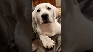 Labrador Patiently Waits For His Treats #shorts #labradorpuppy #labradortraining