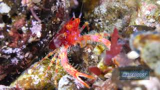 Squat Lobster eats a shrimp in Alor, Indonesia