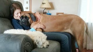 Big Dogs Who Think They're Lap Dogs😂 Funny Dog s