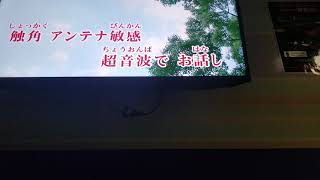 【カラオケ】戸川純 ｢昆虫軍｣