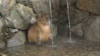 カピバラさんの打たせ湯 - 長崎バイオパーク [Capybara]