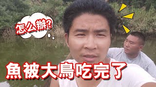 【石頭記事】小鄧進山養魚，每天都有10多隻大鳥在魚塘吃魚，這該怎麼辦才好